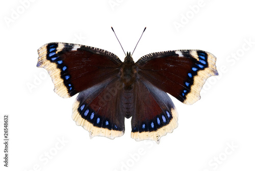 The mourning-cloak butterfly