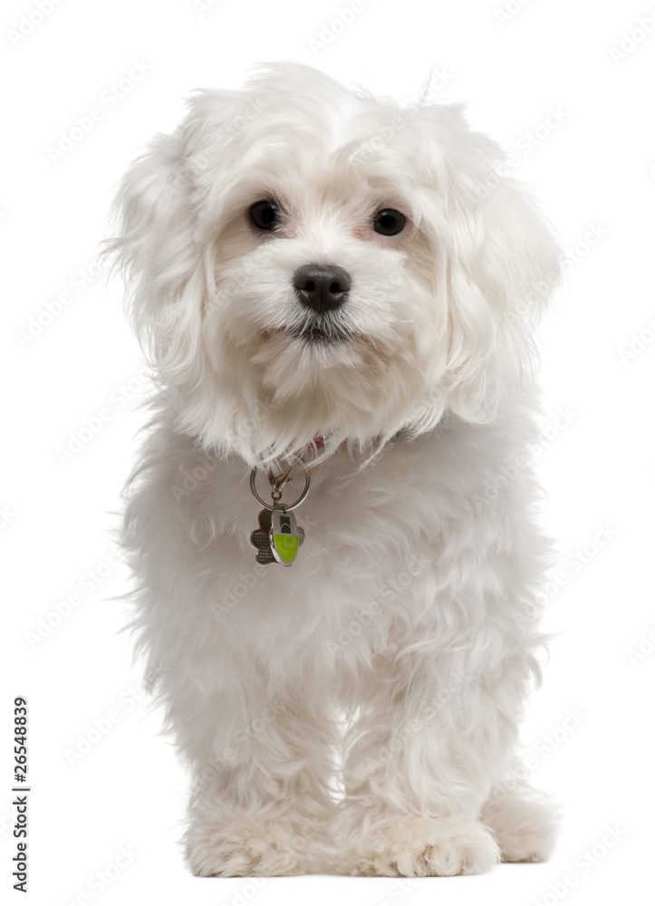 Maltese, 7 months old, standing in front of white background Maltese, 7 months old, standing in front of white background