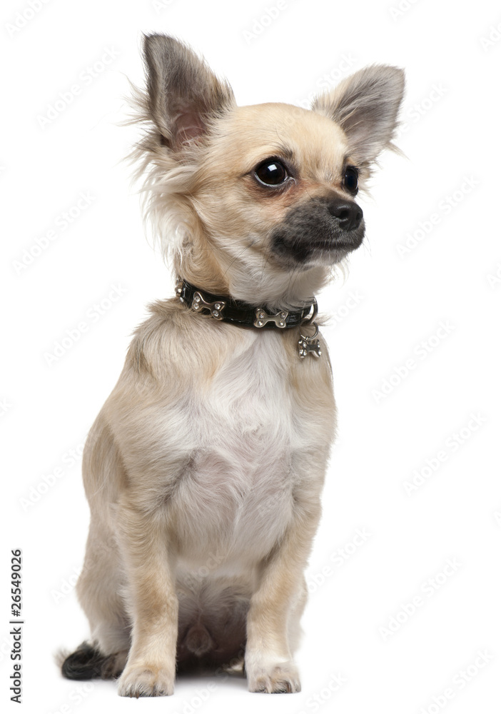 Chihuahua puppy, 6 months old, sitting Chihuahua puppy, 6 months old, sitting