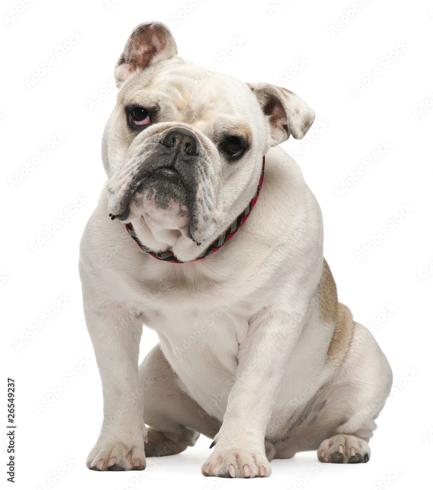 Bulldog,10 months old, sitting in front of white background