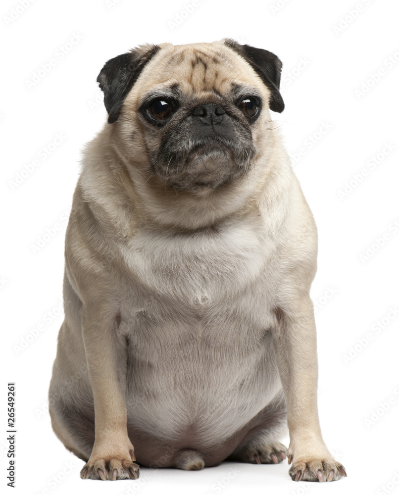 Pug, 5 years old, sitting in front of white background