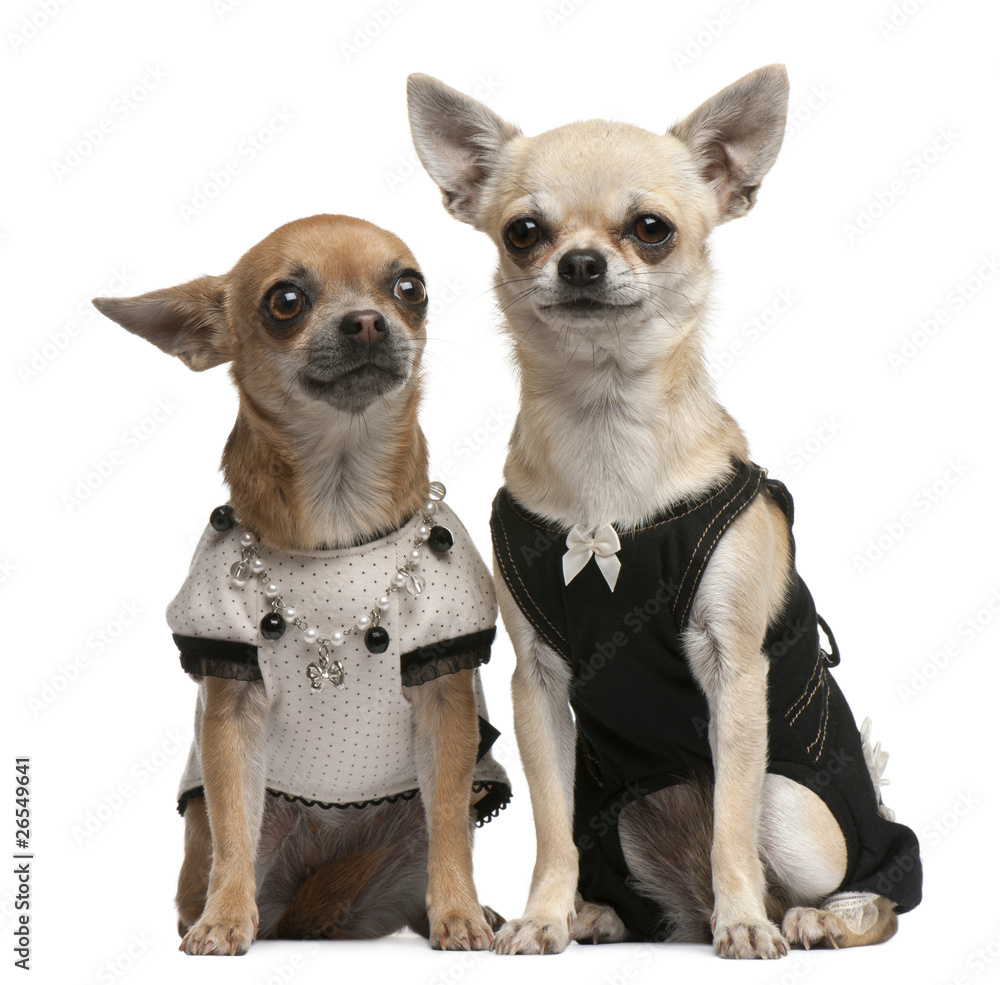 Chihuahua, 2 years old and 1 year old, dressed up and sitting