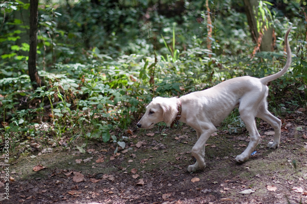 Walking hound