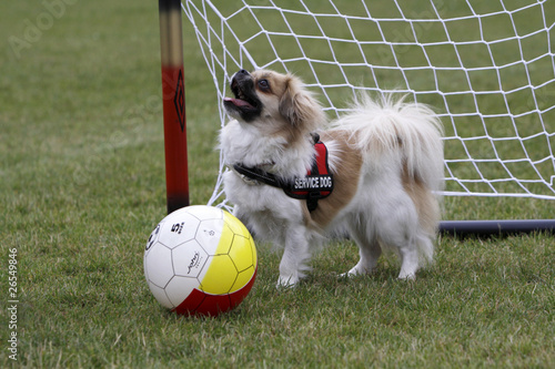 Tibetspaniel beim Fußball photo