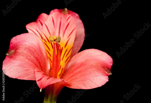 Red Peruvian Lily Flower (Alstroemeria Aurantiaca)