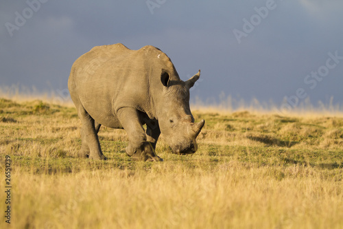 White rhinoceros calf