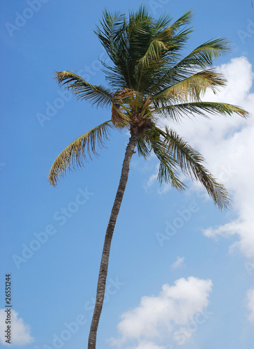 Palm Tree with blue sky background