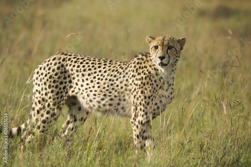 Cheetah scanning plains