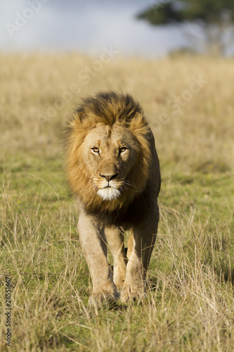 African Lion walking