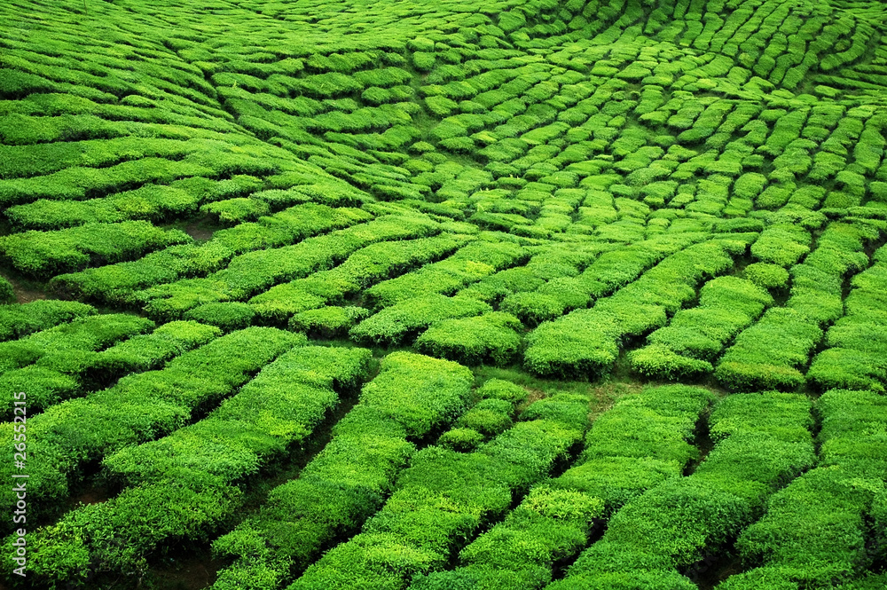 tea plantation tea plantation