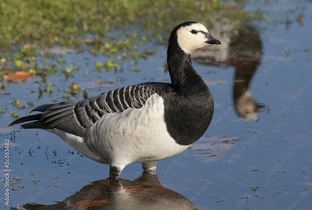 Barnacle goose Barnacle goose