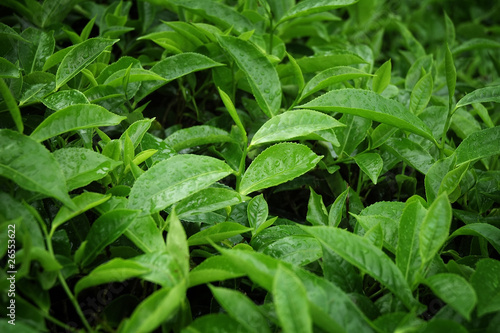 fresh tea leaf with dew