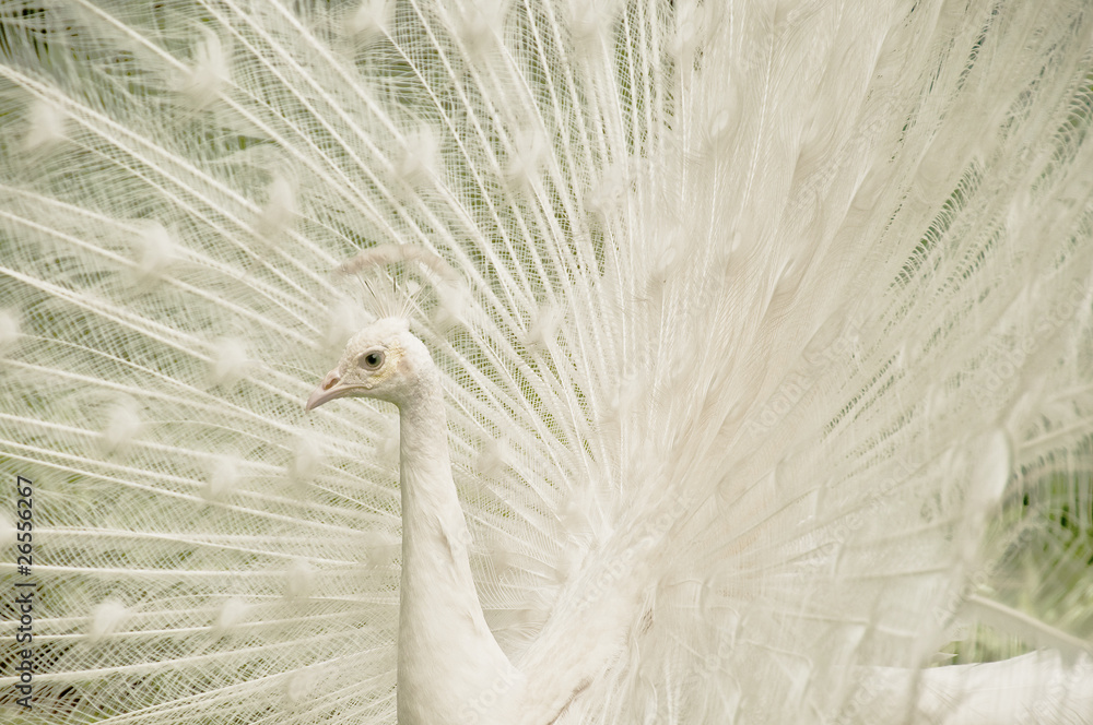 Naklejka premium White Peacock