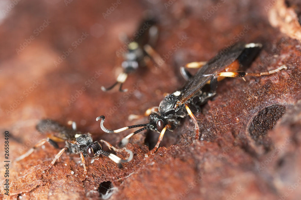 Ichneumon wasps (Ichneumon suspiciosus) Ichneumon wasps (Ichneumon suspiciosus)