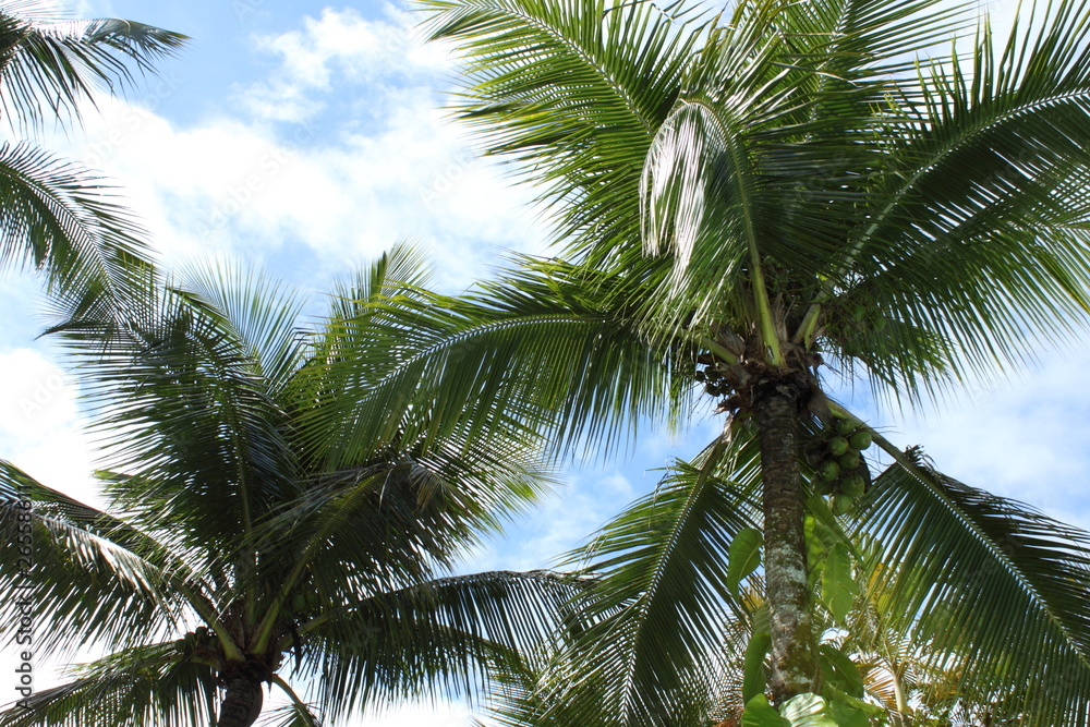 Fototapeta premium Coqueiros em ilha paradisíaca