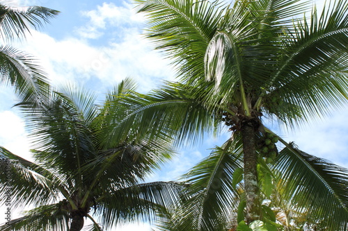 Coqueiros em ilha paradis  aca