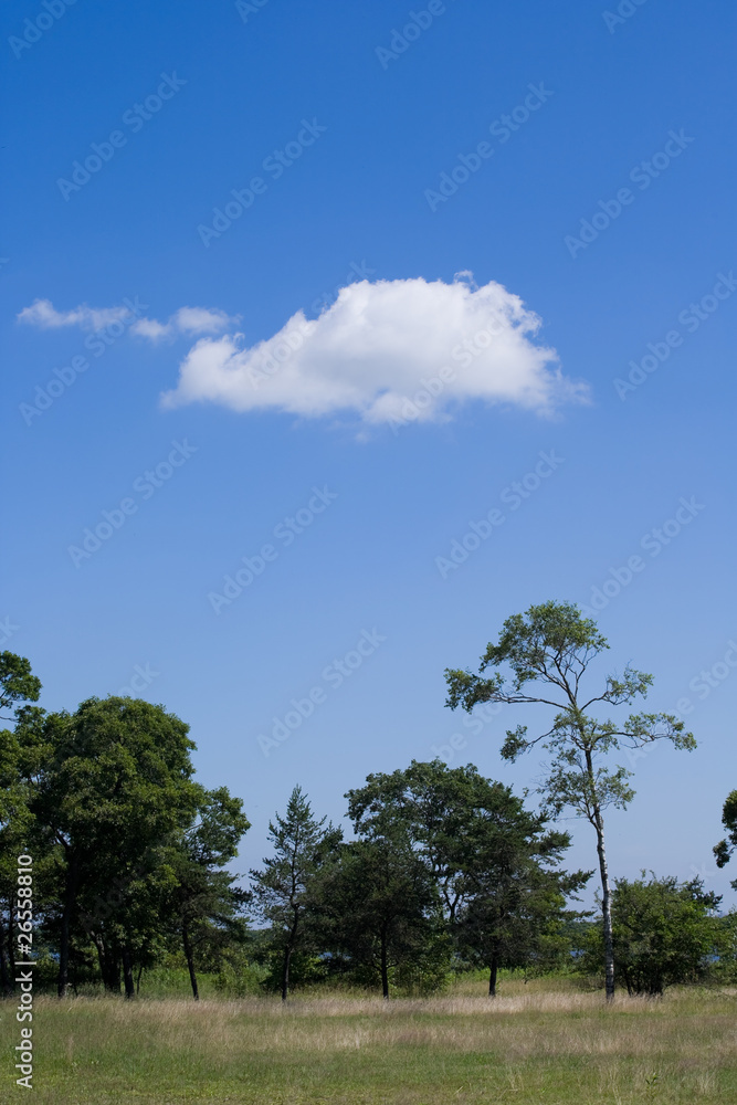 Obraz premium 雲と林