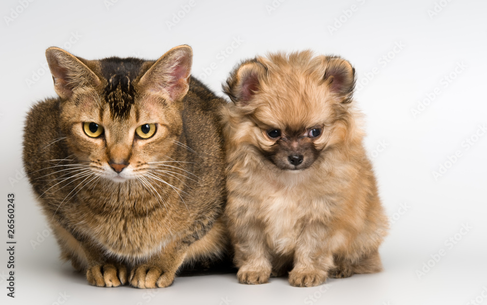 Cat and the puppy of the spitz-dog Cat and the puppy of the spitz-dog