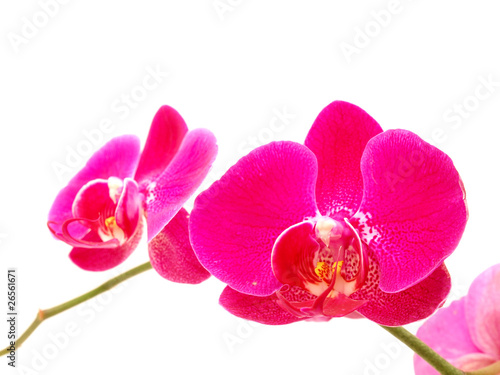 Orchid