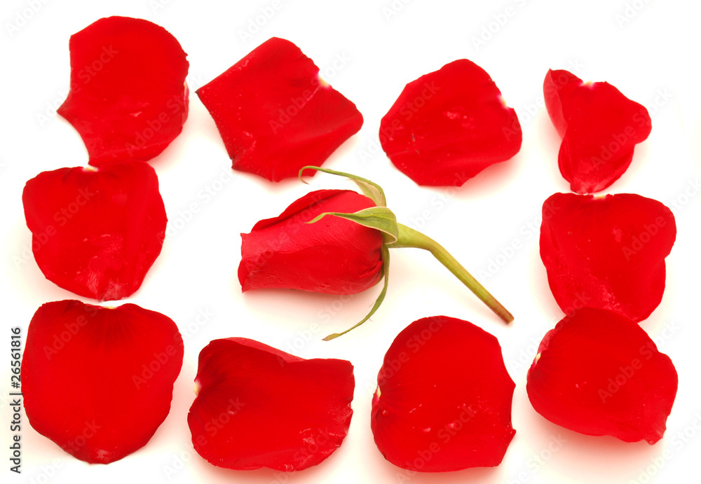 Rose-petals Rose-petals