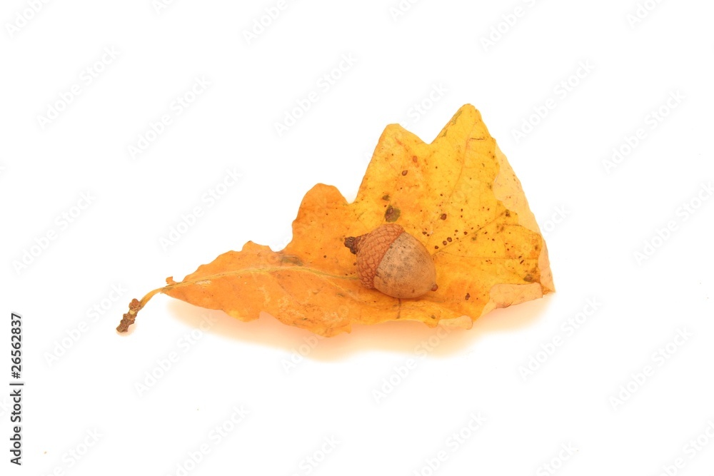 Naklejka premium Autumn leaf