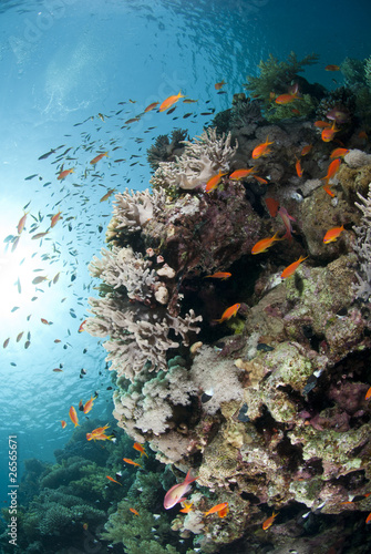 Colorful tropical reef scene buzzing with Anthias.