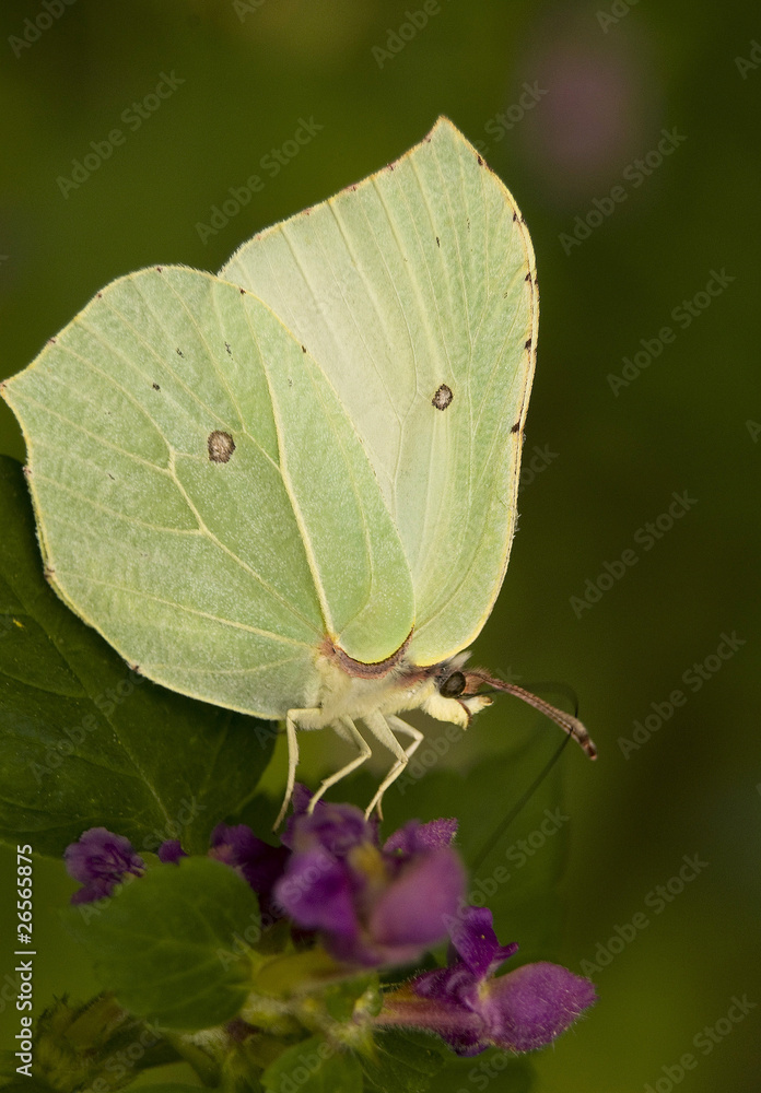 Listkowiec cytrynek Latolistek cytrynek Gonepteryx rhamni