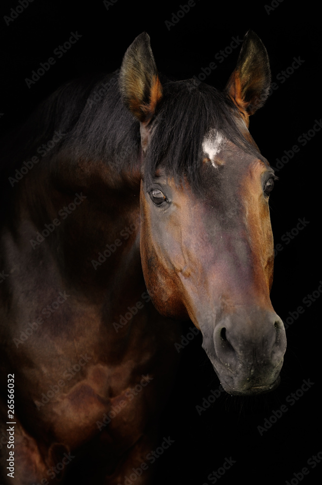 bay horse in darkness