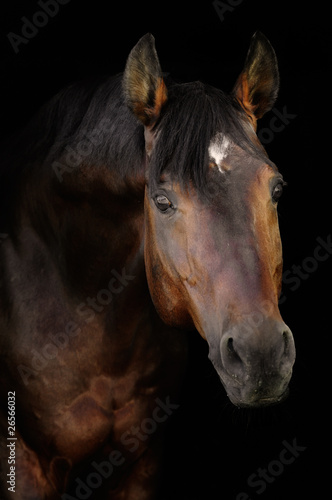 Fototapeta Naklejka Na Ścianę i Meble -  bay horse in darkness