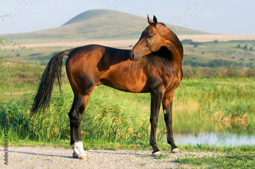 Obraz na plátně golden akhal-teke horse