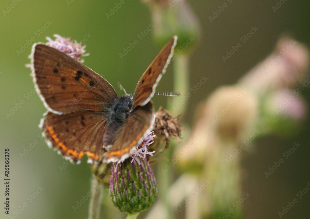 Czerwończyk zamgleniec Lycaena alciphron Czerwończyk zamgleniec Lycaena alciphron