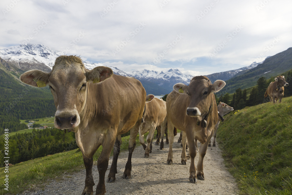 cow herd in the alps