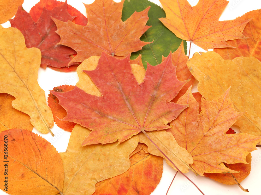 Multi-colored leaves