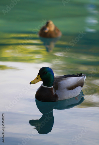 Ducks
