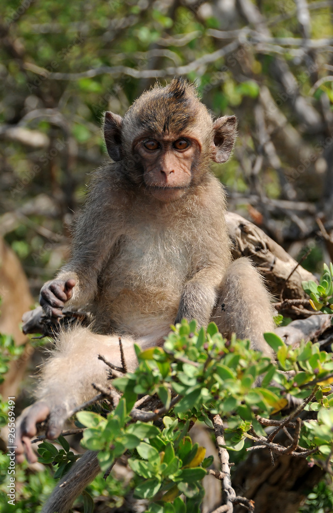 Close-up of a very surprised macaque monkey looking at the camer Close-up of a very surprised macaque monkey looking at the camer