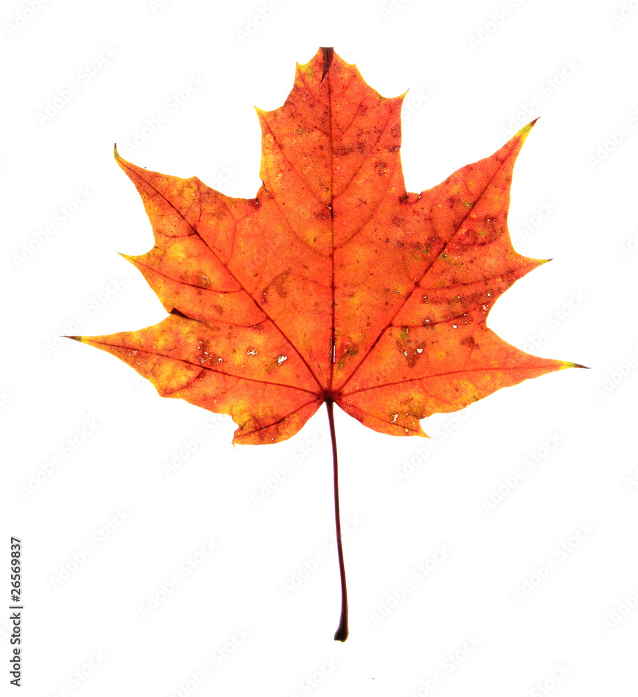 Fototapeta premium Autumn maple leaf