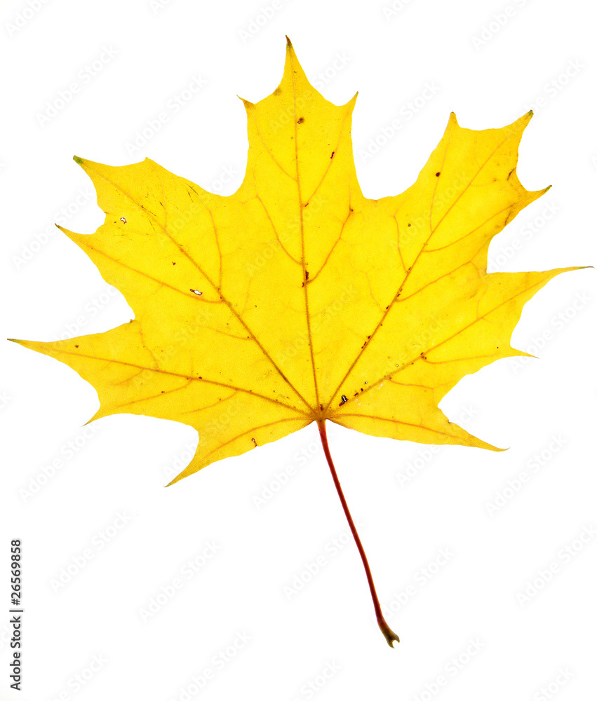 Naklejka premium Autumn maple leaf