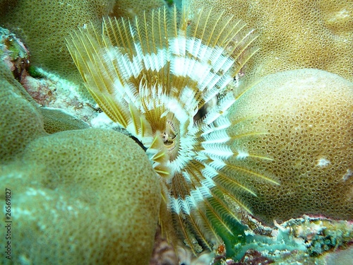 Ringelwurm
