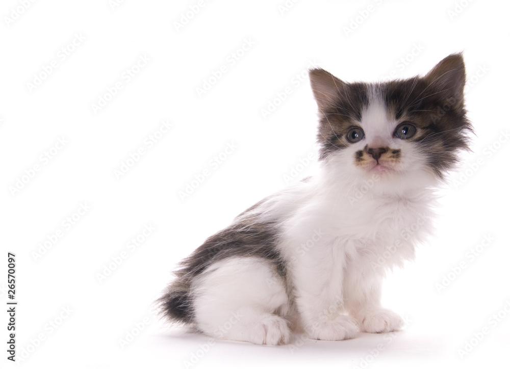 kitty kitty