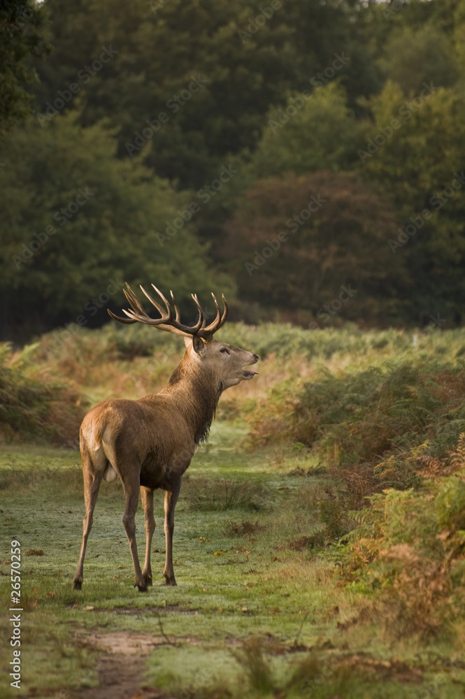 Red Deer Rutting Season Autumn Fall Red Deer Rutting Season Autumn Fall