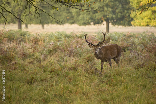 Red Deer Rutting Season Autumn Fall