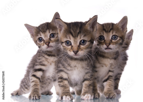 Fototapeta Naklejka Na Ścianę i Meble -  kitty