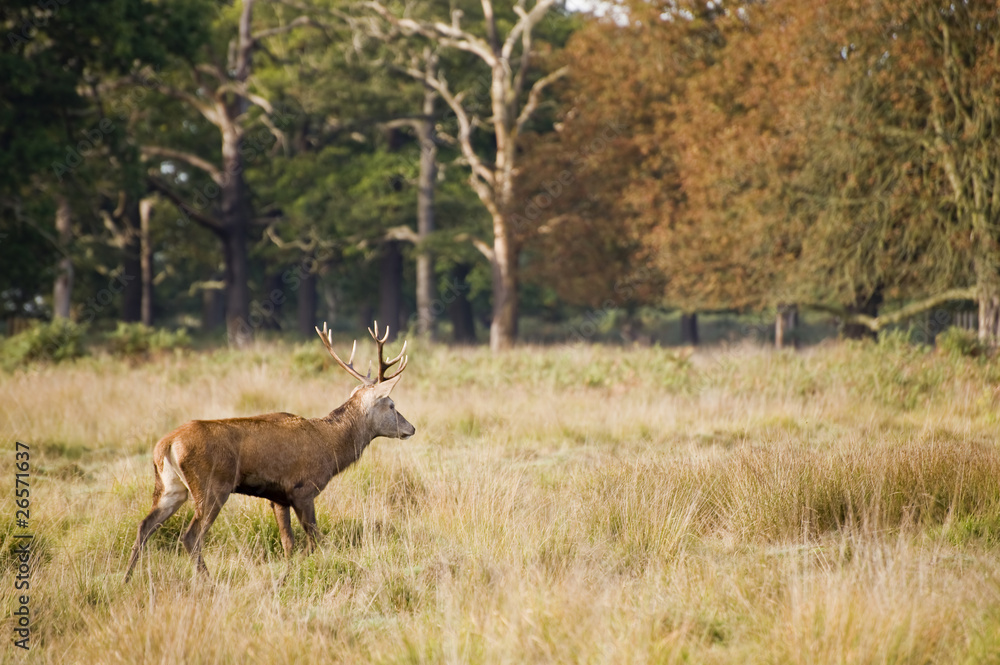 Fototapeta premium Red Deer Rutting Season Autumn Fall