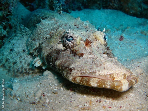 Krokodilsfisch