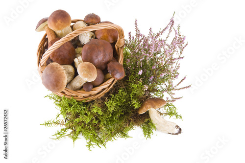 Mushrooms in the basket