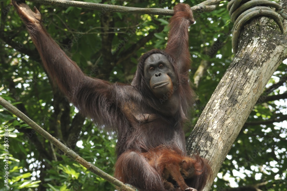Fototapeta premium Orangutang Mother and Child