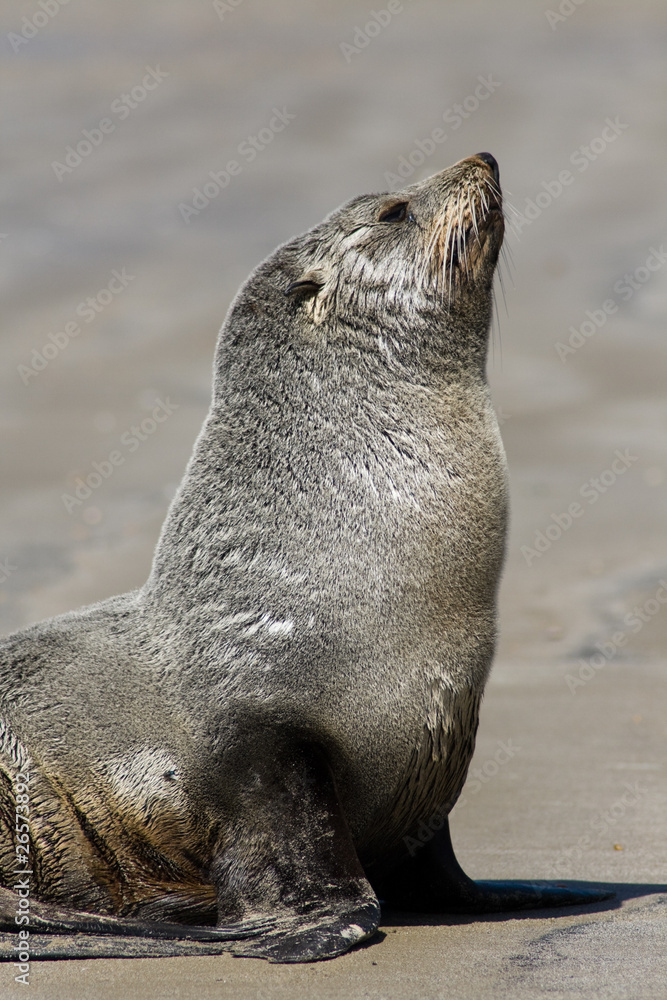 Fototapeta premium sea lion