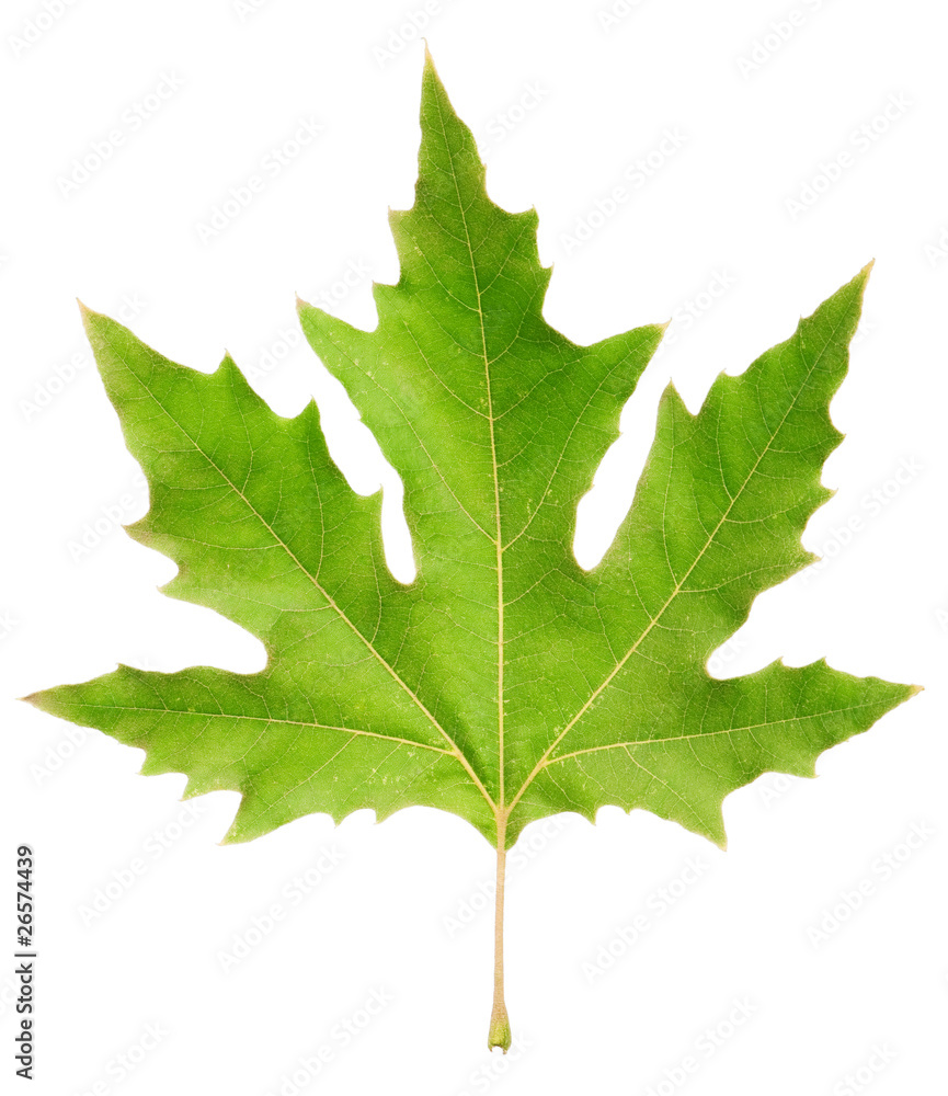 Leaf Leaf