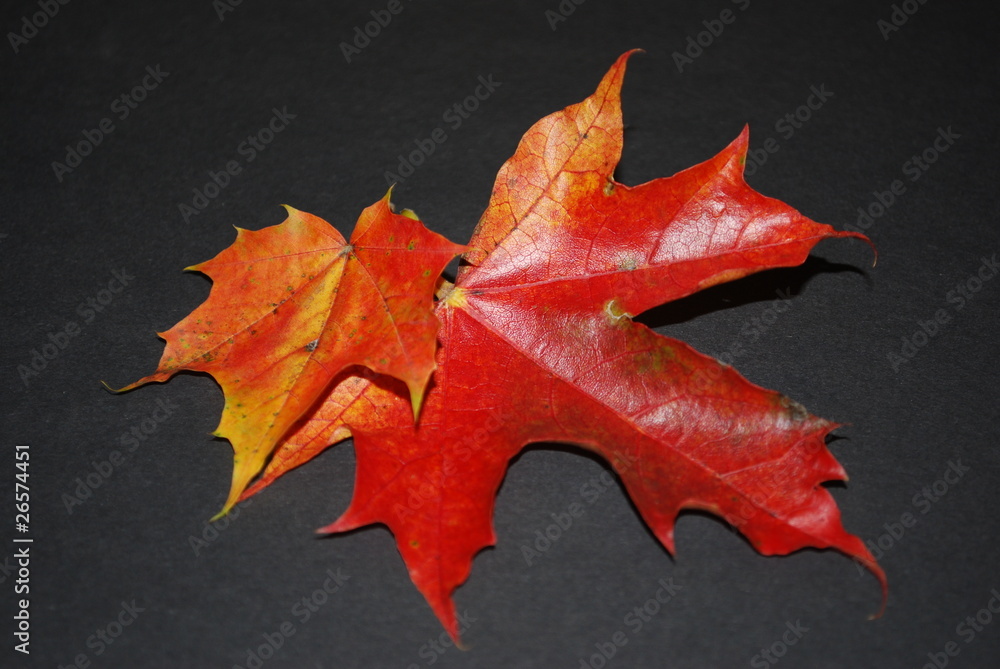 Fototapeta premium Herbstlaub