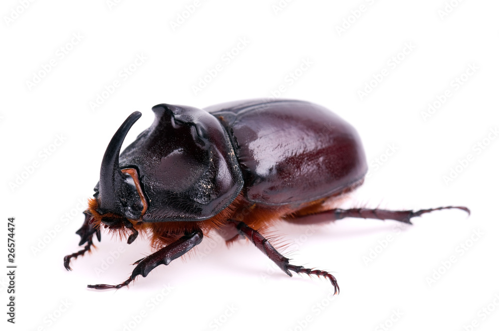 Rhinoceros beetle Rhinoceros beetle